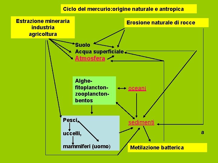 Ciclo del mercurio: origine naturale e antropica Estrazione mineraria industria agricoltura Erosione naturale di