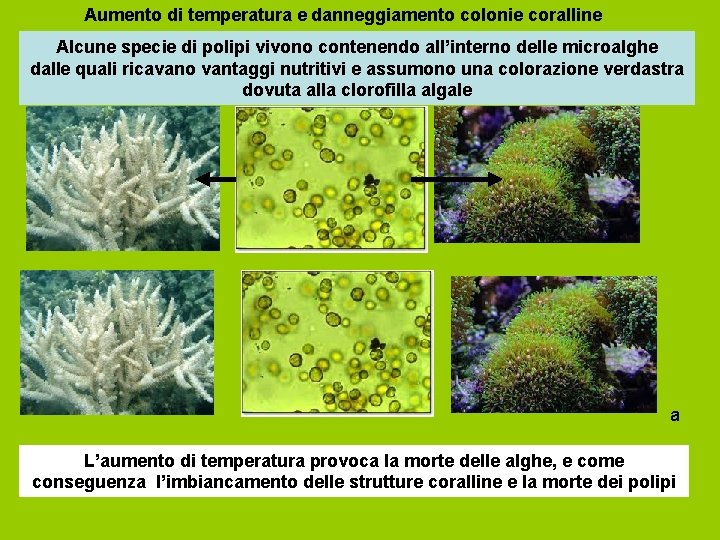 Aumento di temperatura e danneggiamento colonie coralline Alcune specie di polipi vivono contenendo all’interno