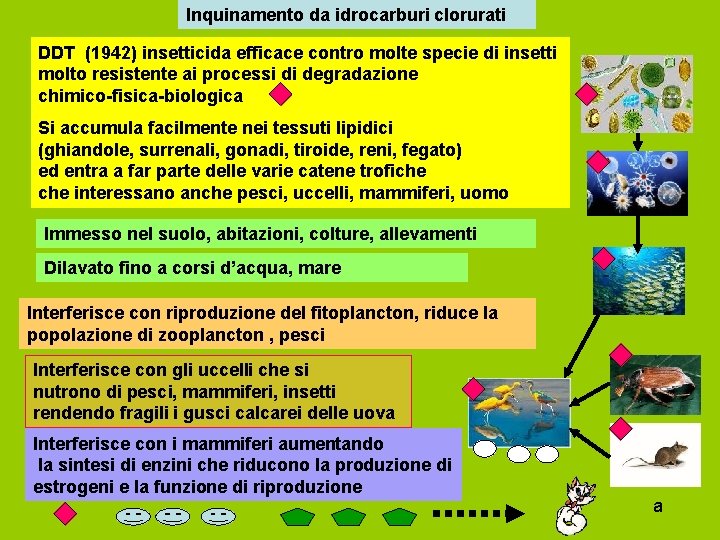 Inquinamento da idrocarburi clorurati DDT (1942) insetticida efficace contro molte specie di insetti molto