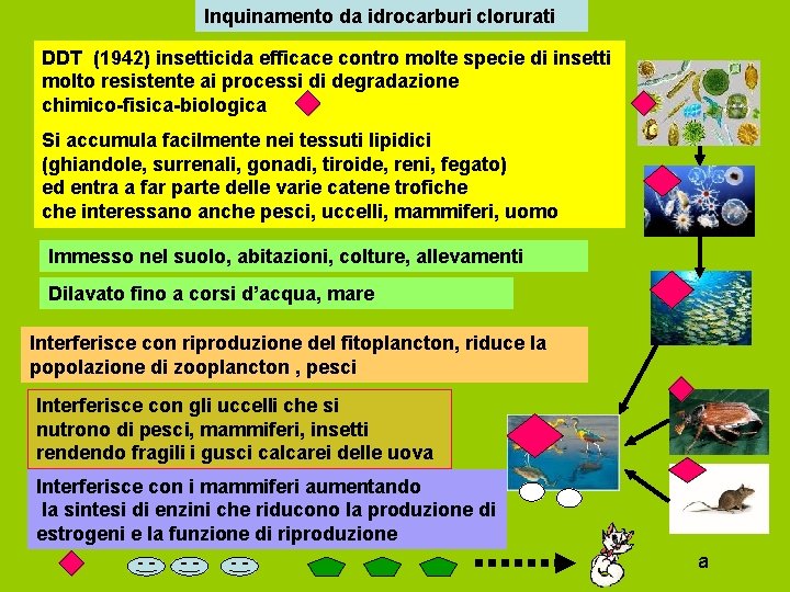 Inquinamento da idrocarburi clorurati DDT (1942) insetticida efficace contro molte specie di insetti molto