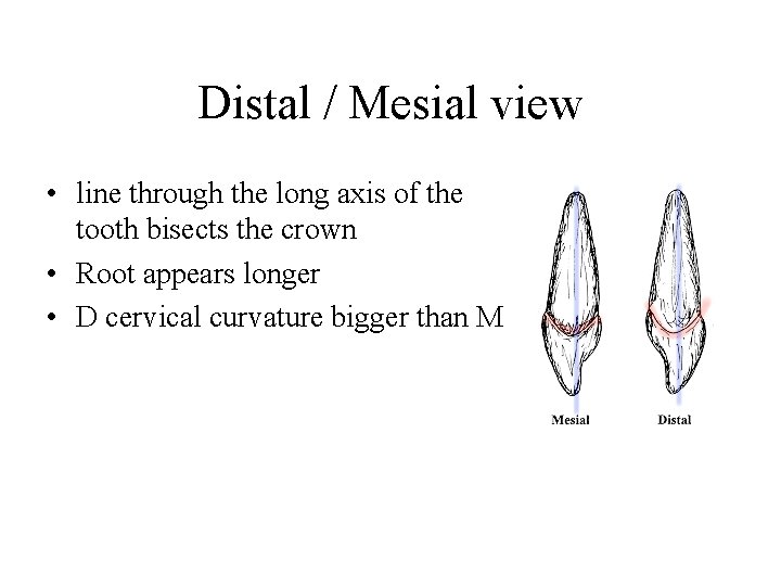 Distal / Mesial view • line through the long axis of the tooth bisects