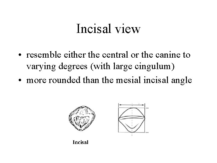 Incisal view • resemble either the central or the canine to varying degrees (with