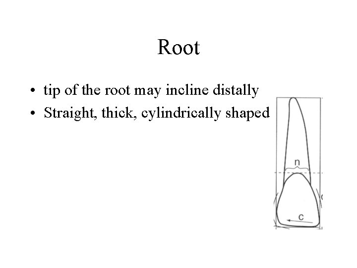 Root • tip of the root may incline distally • Straight, thick, cylindrically shaped