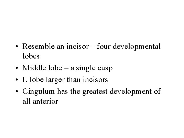  • Resemble an incisor – four developmental lobes • Middle lobe – a