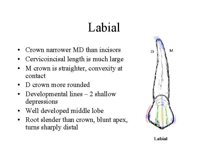 Labial • Crown narrower MD than incisors • Cervicoincisal length is much large •