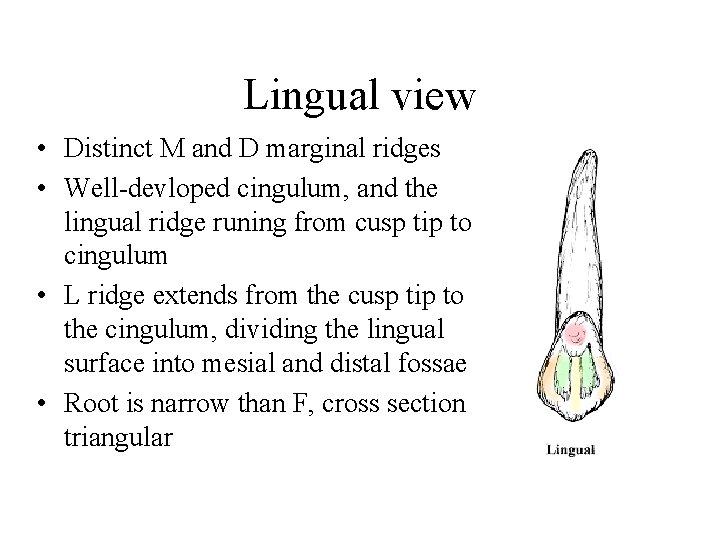 Lingual view • Distinct M and D marginal ridges • Well-devloped cingulum, and the