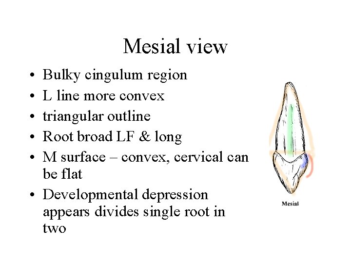Mesial view • • • Bulky cingulum region L line more convex triangular outline
