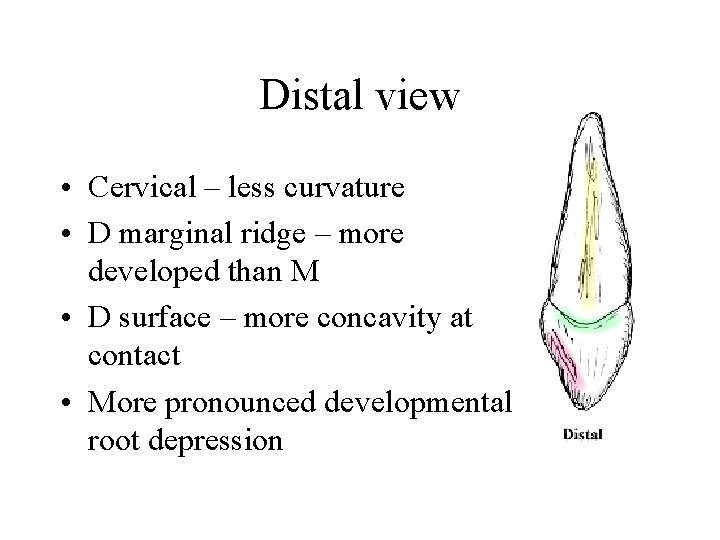 Distal view • Cervical – less curvature • D marginal ridge – more developed