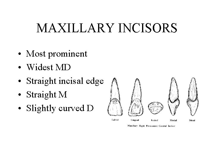 MAXILLARY INCISORS • • • Most prominent Widest MD Straight incisal edge Straight M