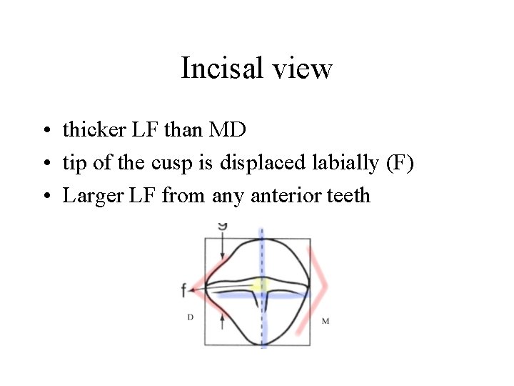 Incisal view • thicker LF than MD • tip of the cusp is displaced