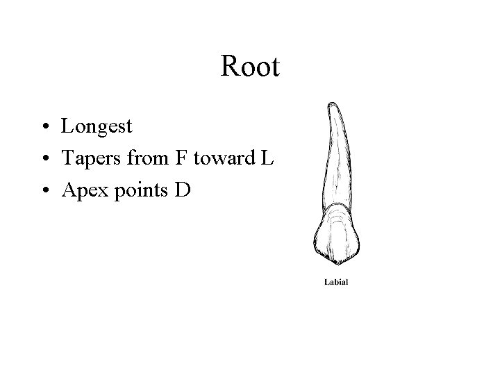 Root • Longest • Tapers from F toward L • Apex points D 