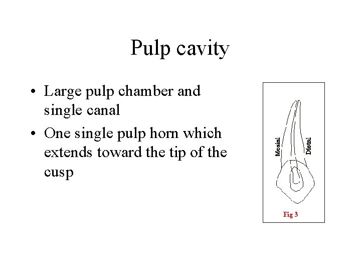 Pulp cavity • Large pulp chamber and single canal • One single pulp horn