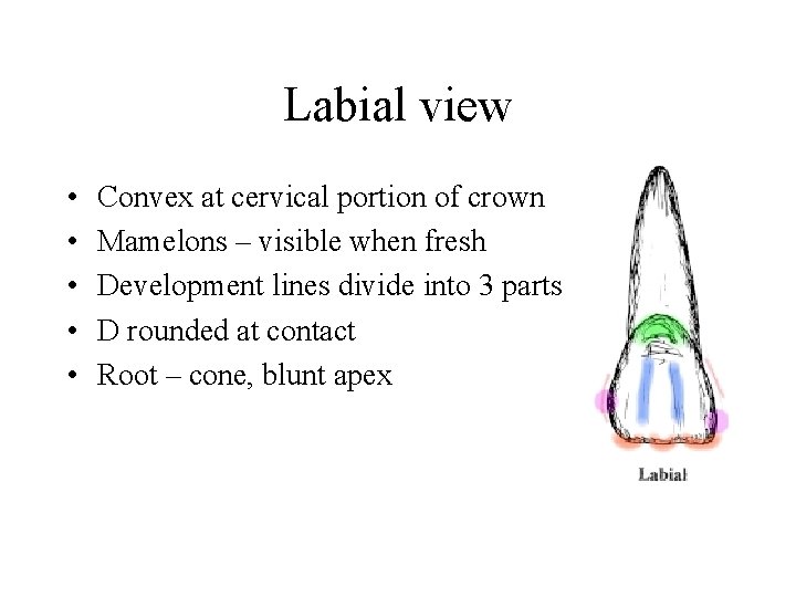 Labial view • • • Convex at cervical portion of crown Mamelons – visible