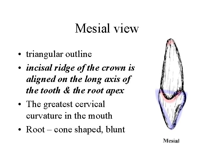 Mesial view • triangular outline • incisal ridge of the crown is aligned on