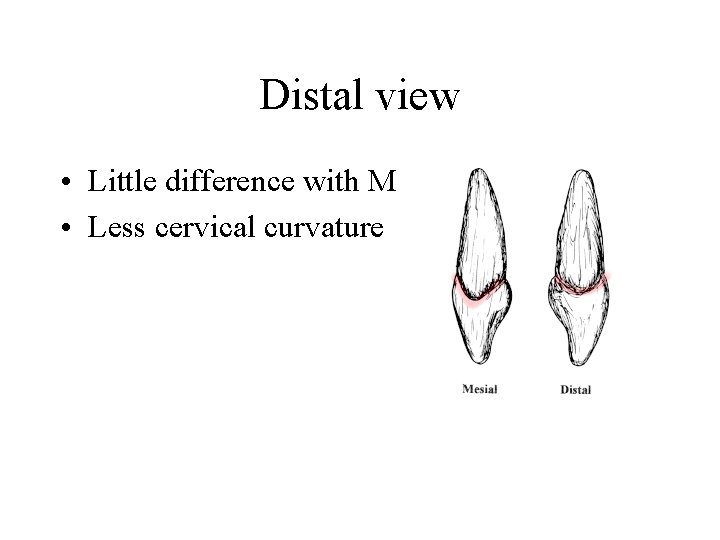 Distal view • Little difference with M • Less cervical curvature 