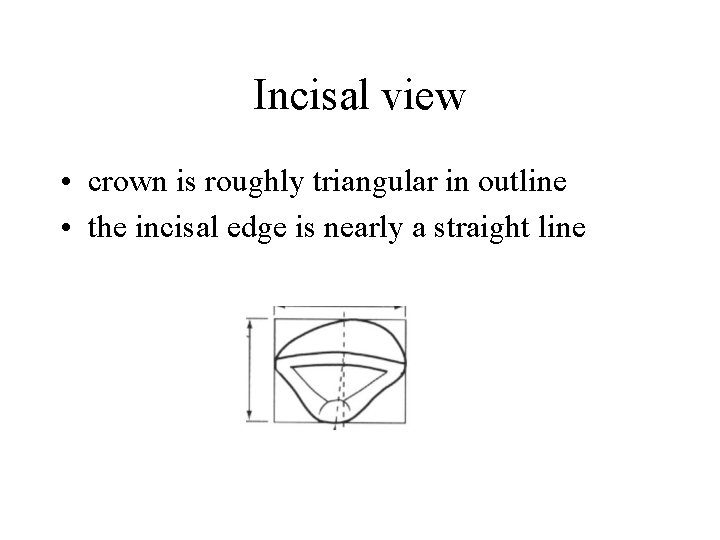 Incisal view • crown is roughly triangular in outline • the incisal edge is