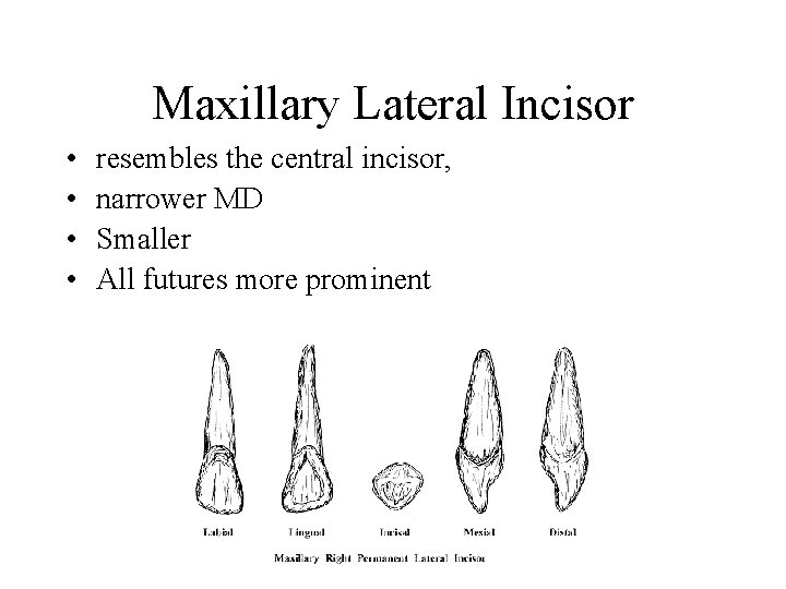 Maxillary Lateral Incisor • • resembles the central incisor, narrower MD Smaller All futures