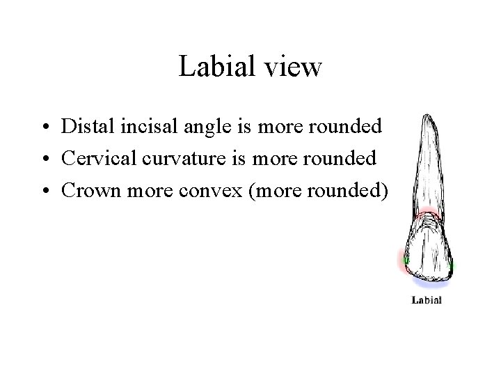 Labial view • Distal incisal angle is more rounded • Cervical curvature is more