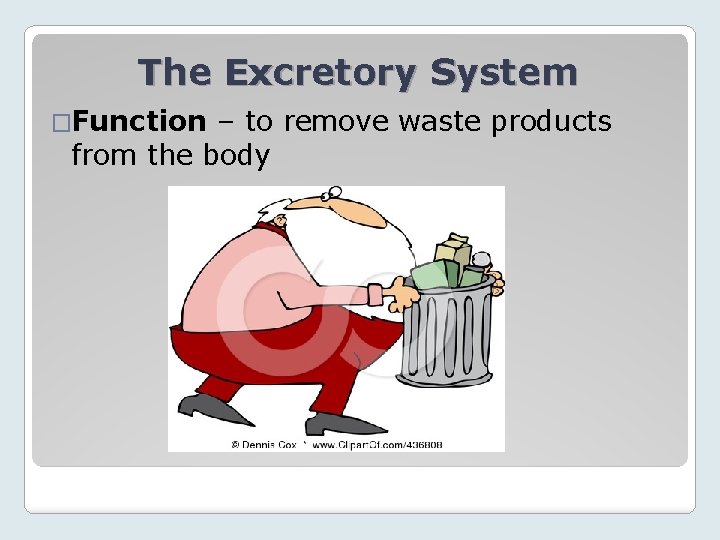 The Excretory System �Function – to remove waste products from the body 
