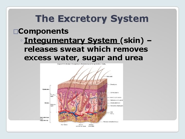 The Excretory System �Components ◦ Integumentary System (skin) – releases sweat which removes excess