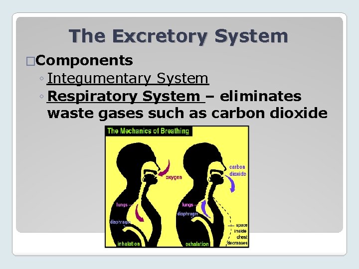 The Excretory System �Components ◦ Integumentary System ◦ Respiratory System – eliminates waste gases
