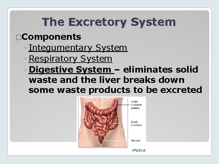 The Excretory System �Components ◦ Integumentary System ◦ Respiratory System ◦ Digestive System –