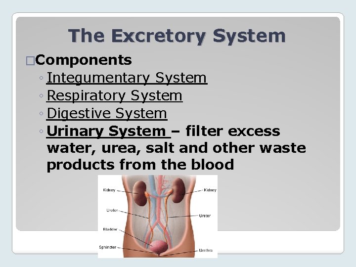 The Excretory System �Components ◦ Integumentary System ◦ Respiratory System ◦ Digestive System ◦