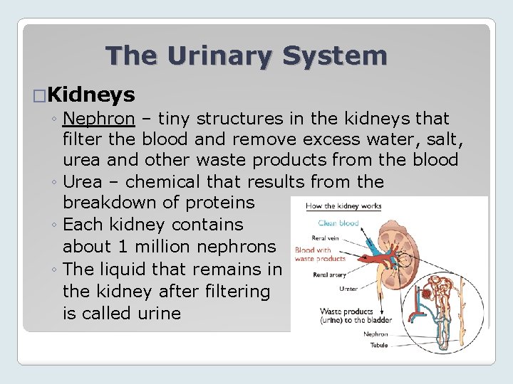 The Urinary System �Kidneys ◦ Nephron – tiny structures in the kidneys that filter