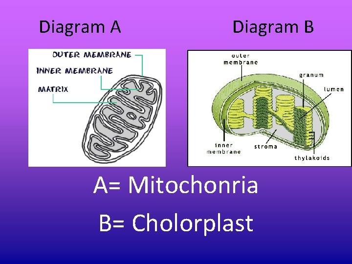 Diagram A Diagram B A= Mitochonria B= Cholorplast Diagram A Diagram B A= Mitochonria B= Cholorplast