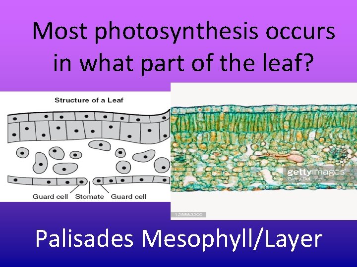 Most photosynthesis occurs in what part of the leaf? Palisades Mesophyll/Layer Most photosynthesis occurs in what part of the leaf? Palisades Mesophyll/Layer