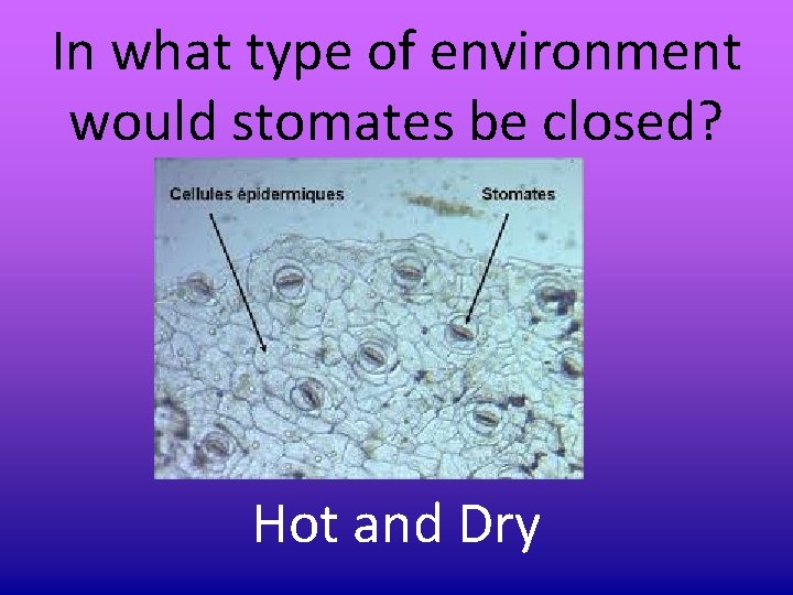 In what type of environment would stomates be closed? Hot and Dry In what type of environment would stomates be closed? Hot and Dry