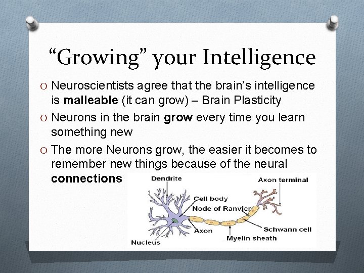 “Growing” your Intelligence O Neuroscientists agree that the brain’s intelligence is malleable (it can