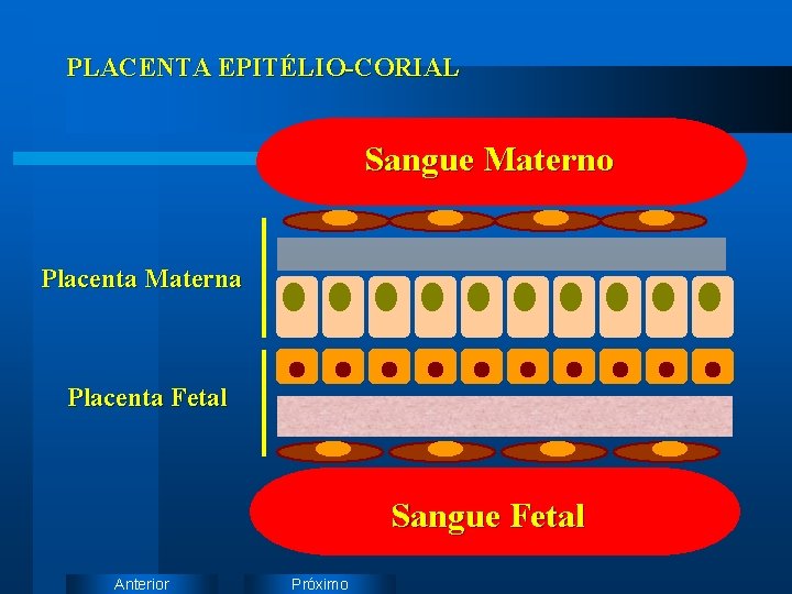 PLACENTA EPITÉLIO-CORIAL Sangue Materno Placenta Materna Placenta Fetal Sangue Fetal Anterior Próximo 