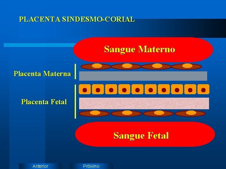 PLACENTA SINDESMO-CORIAL Sangue Materno Placenta Materna Placenta Fetal Sangue Fetal Anterior Próximo 