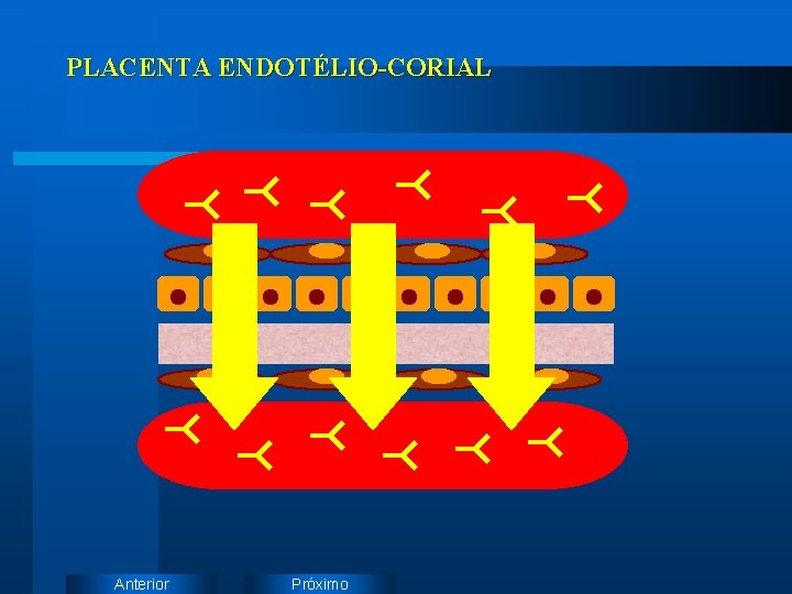 PLACENTA ENDOTÉLIO-CORIAL Anterior Próximo 