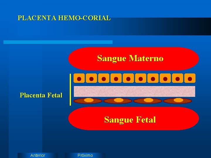 PLACENTA HEMO-CORIAL Sangue Materno Placenta Fetal Sangue Fetal Anterior Próximo 