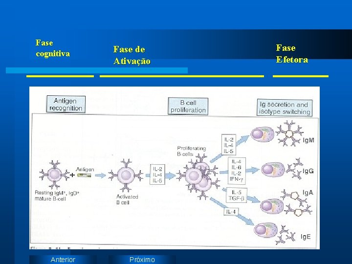 Fase cognitiva Anterior Fase de Ativação Próximo Fase Efetora 