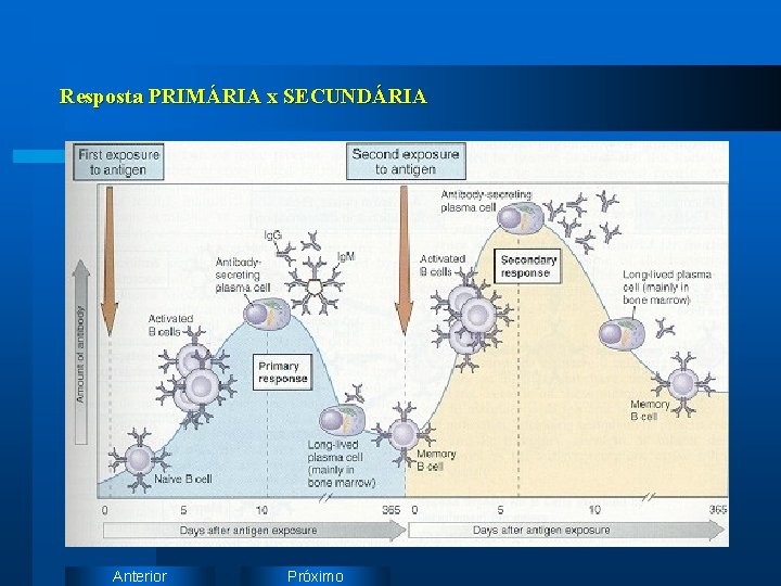 Resposta PRIMÁRIA x SECUNDÁRIA Anterior Próximo 