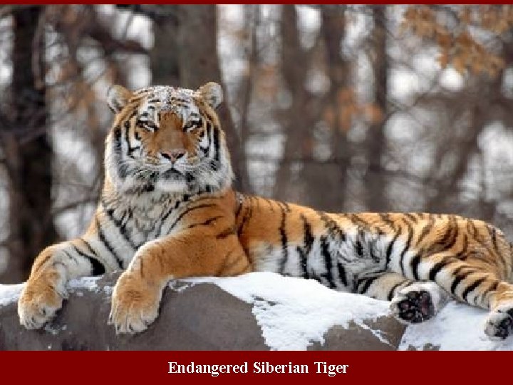 Endangered Siberian Tiger 