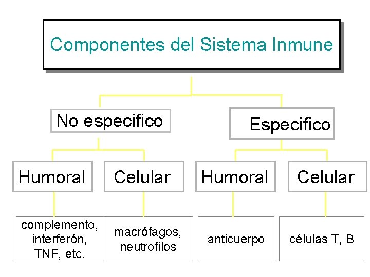 Componentes del Sistema Inmune No especifico Humoral Celular complemento, interferón, TNF, etc. macrófagos, neutrofilos