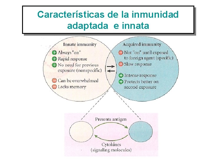 Características de la inmunidad adaptada e innata 