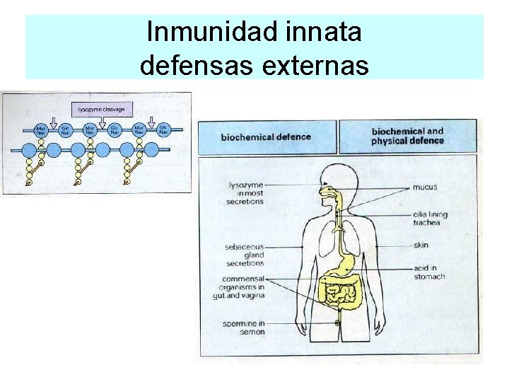 Inmunidad innata defensas externas 