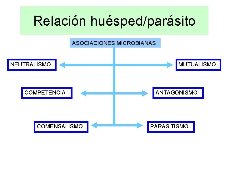 Relación huésped/parásito ASOCIACIONES MICROBIANAS NEUTRALISMO COMPETENCIA COMENSALISMO MUTUALISMO ANTAGONISMO PARASITISMO 