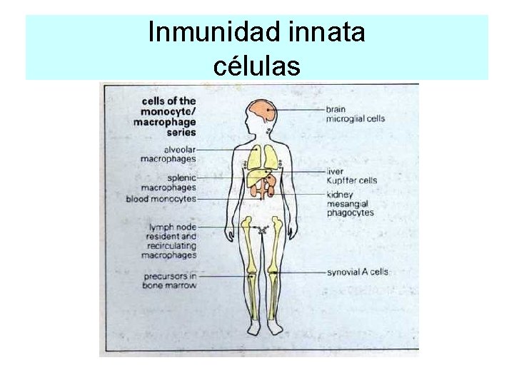 Inmunidad innata células 