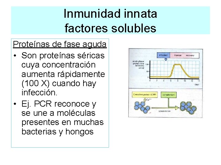 Inmunidad innata factores solubles Proteínas de fase aguda • Son proteínas séricas cuya concentración