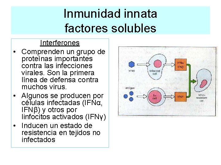 Inmunidad innata factores solubles Interferones • Comprenden un grupo de proteínas importantes contra las