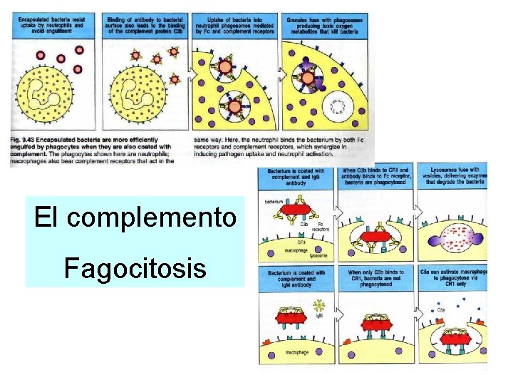 El complemento Fagocitosis 