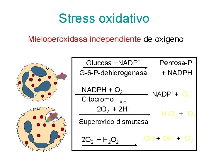 Stress oxidativo Mieloperoxidasa independiente de oxigeno Glucosa +NADP+ G-6 -P-dehidrogenasa NADPH + O 2