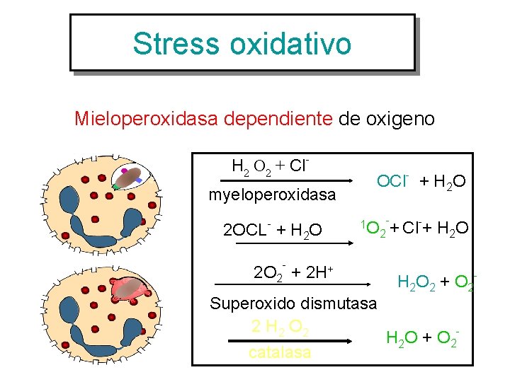 Stress oxidativo Mieloperoxidasa dependiente de oxigeno H 2 O 2 + Clmyeloperoxidasa - 2