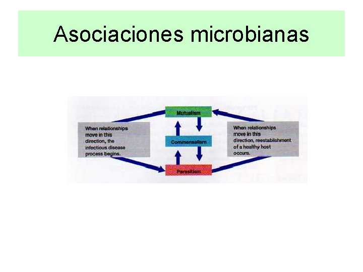 Asociaciones microbianas 